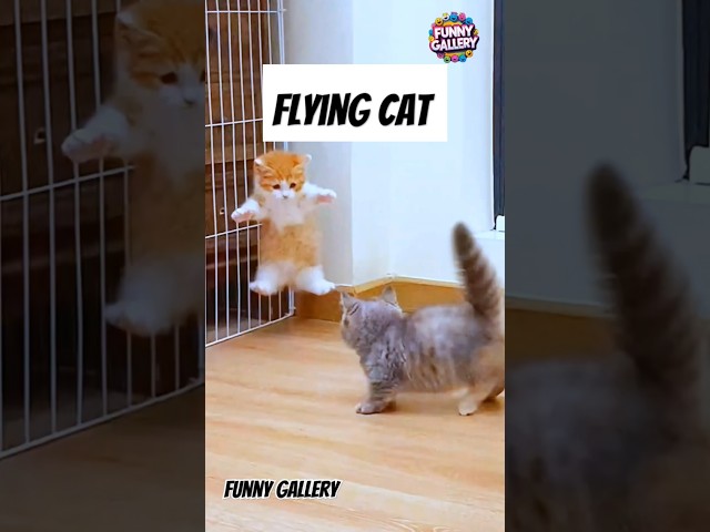 This cat can fly 😂 #funnycats #viralvideo #funnyvideo #fyp #shorts