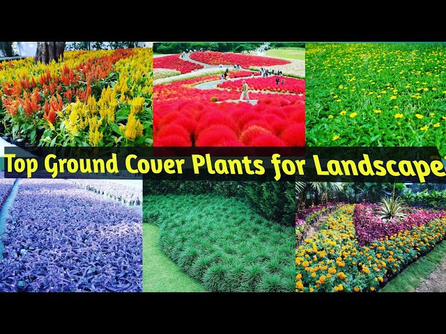 Top Ground Cover Plants suitable for all season/flowering/foliage/shade/sunny area/Landscape shrubs