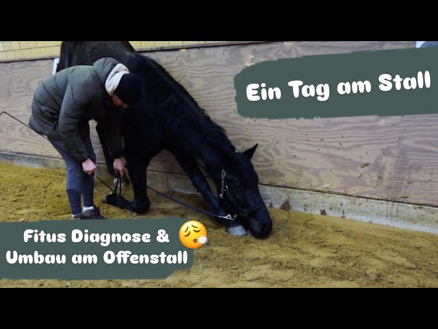 Ein Tag am Stall- Fitus Diagnose & kleiner Umbau am Offenstall