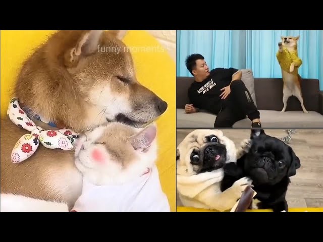 Dogs funny videos compilation keeps you laughing|।🤣🤣#funnyvideos #funnydogvideos #funnyanimalvideos