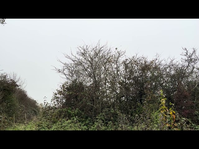 Nature Sounds (White Noise) ft. Birds, Cows and Cars. (No Talking)