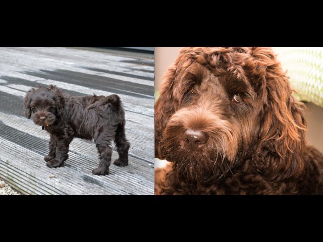 Labradoodle Puppy from 10Wks Old to 1 Year Old