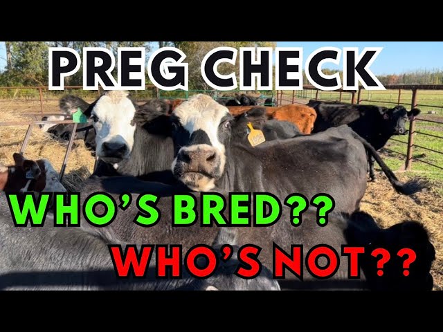 Preg Checks | who didn’t breed back?? 🤯 | 2️⃣0️⃣2️⃣5️⃣ calving lineup