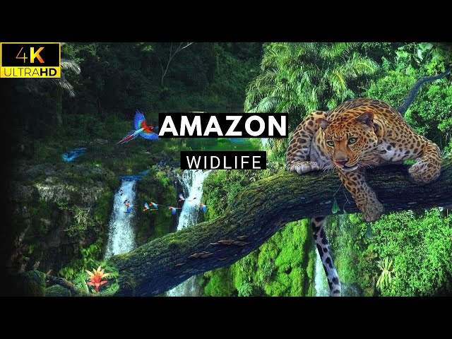 Amazon 4K - The world,s Largest Tropical Rainforest  / World Travel PH TV