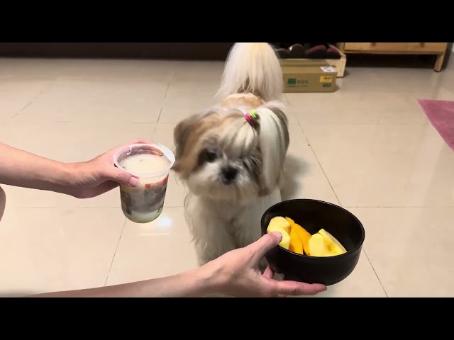 Food Challenge: Shaved Ice vs. Cold Fruits