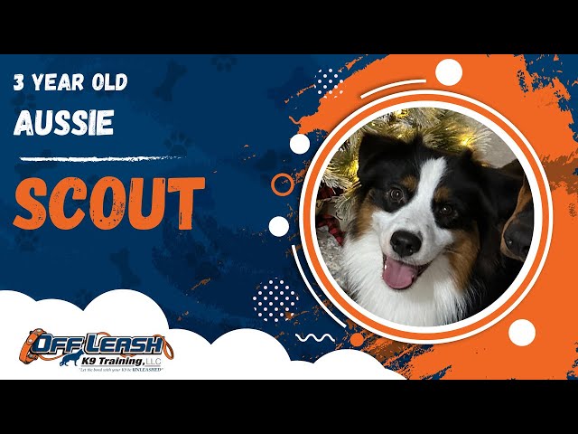 Scout | 3 Year Old Aussie | Off Leash Aussie Training, Georgia