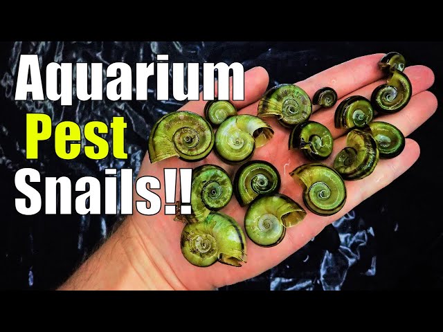 How to remove pest aquarium snails - 6 ways