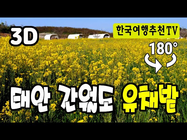 🔴 180° 3D VR 간월도 유채밭 - Ganwoldo Rapeseed Field in Korea (with Clova Dubbing)