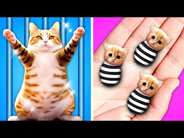 Rich vs Poor Built Secret Rooms for Cats in Jail! *Genius Pet Hacks, Funny Moments*