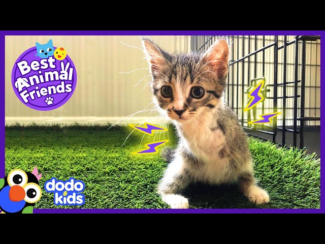 Zany Two-Legged Cat Loves Wrestling With Her Dog Best Bud | Best Animal Friends | Dodo Kids