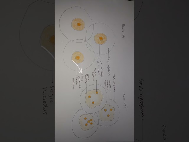 menggambar dan menjelaskan perbedaan sel normal dan sel abnormal