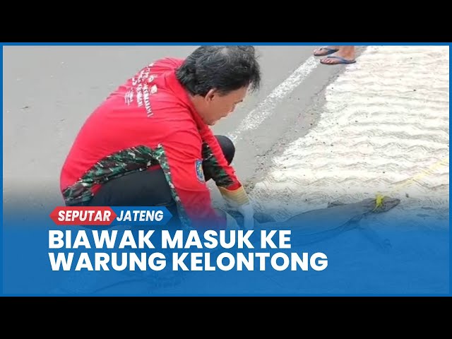 Bikin Kaget! Biawak Masuk Warung Kelontong di Cilacap Segera Dievakuasi Relawan Damkar