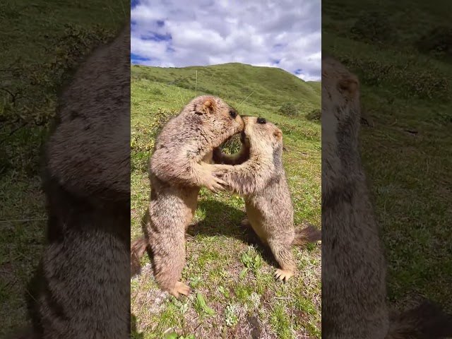 Cute Wild animal bobak marmot or prairie dog eating cookies yummy 123