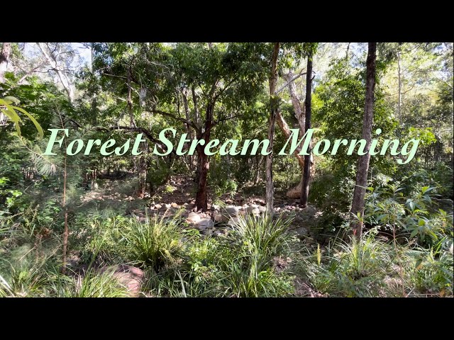 🌳 Forest Stream Morning 🌲 Australian Ambience