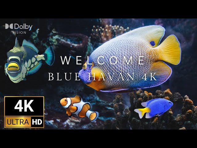 Blue Haven #4K #hdr  Fascinating and Relaxing Underwater Scenes (Dolby Vision)