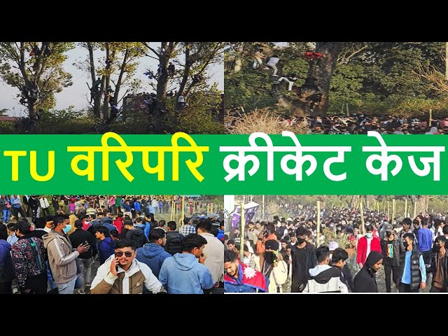 TU वरिपरि क्रीकेट केज || Cricket Fans climbing trees | Cricket Craze in Nepal | NPL News