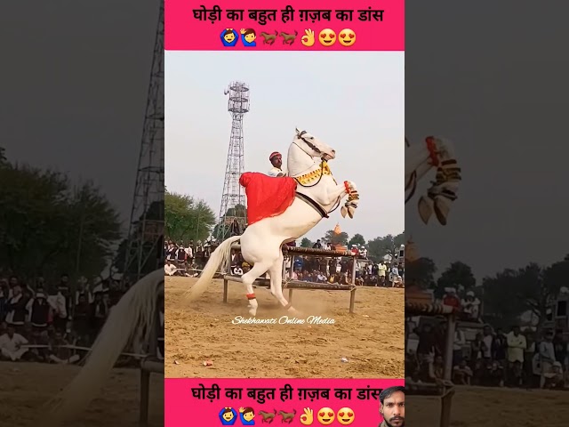 #dj #horsedanceclub #song #indianhorsedance #horse #hors #rajasthani #horser #dancinghourse #automob