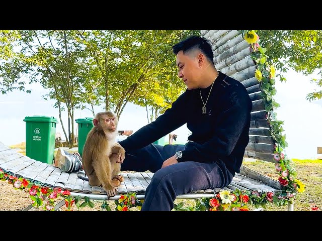 Dad finds nuts around for Monkey Kaka to eat comfortably