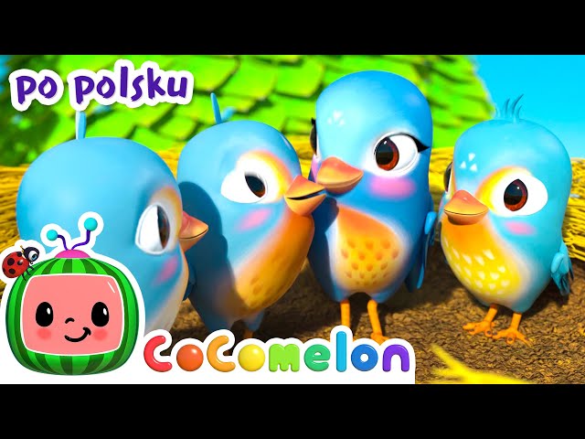 Malutki pisklaczek | CoComelon po polsku 🍉🎶 Piosenki dla dzieci