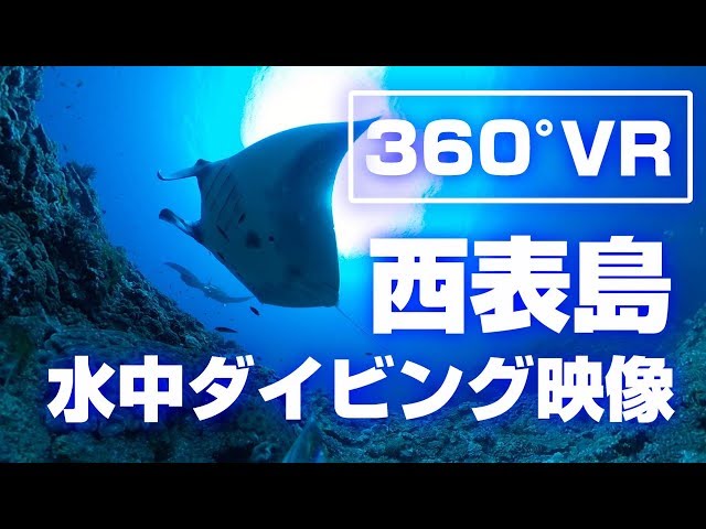 【360°VR】西表島　水中ダイビング映像 　ー大物遭遇編ー