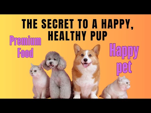 What are the benefits of feeding my dog premium dog food