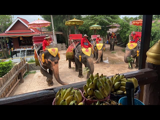 Thailand: Chang Puak Camp, the elephant rides. (88)