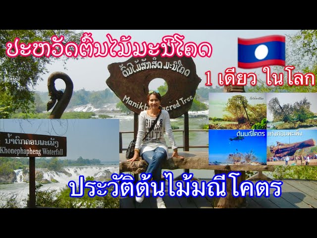 ປະຫວັດຕົ້ນໄມ້ມະນີໂຄດ ต้นไม้มณีโคตร 1 เดียวในโลก ประเทศลาว