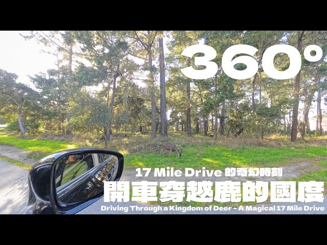 360°｜開車穿越鹿的國度，17 Mile Drive 的奇幻時刻 360° | Driving Through a Kingdom of Deer – A Magical 17 Mile Drive