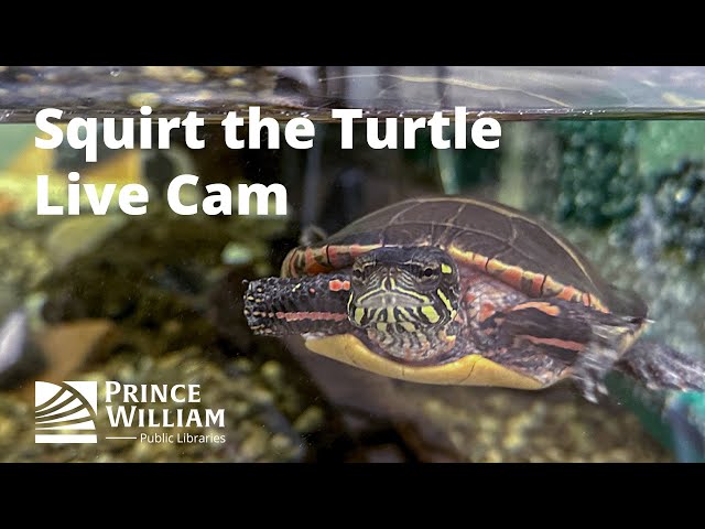 Squirt the Turtle Cam at Chinn Park Library