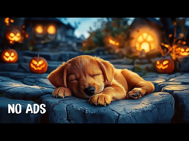 Dog music🎵Music helps dogs reduce stress🐶🎃Cozy Autumn Vibes💖Autumn Halloween