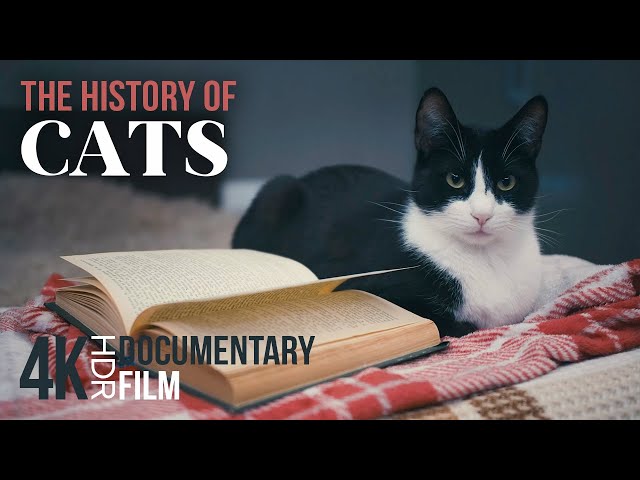 The History of CATS: From Fierce Predators to Sweet Pets - 4K HDR Animal Documentary Film