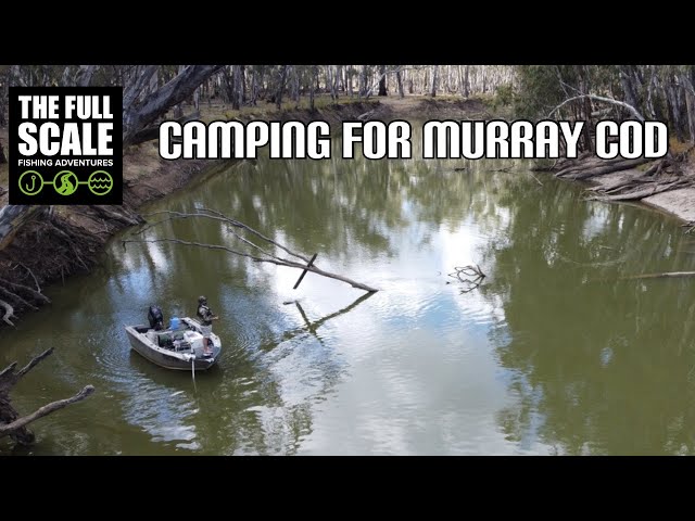 Camping For Murray Cod | The Full Scale