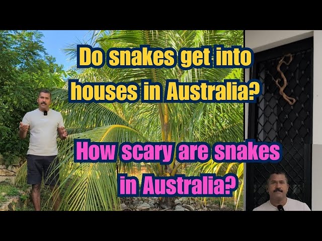 Do snakes get into houses in Australia?