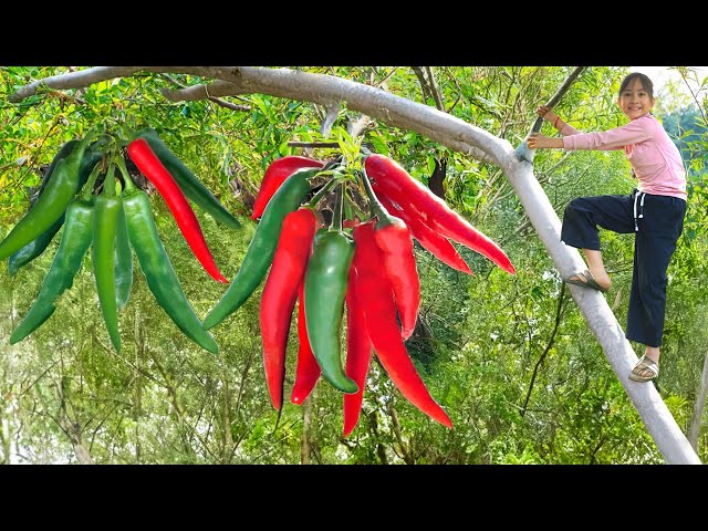 Poor Girl Harvest Super Spicy Chili Peppers like 'FIRE DEMON's BREATH' and Go to Market Sell