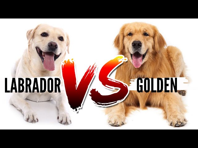 Golden Retriever VS Labrador Retriever- Which Breed is Best For You