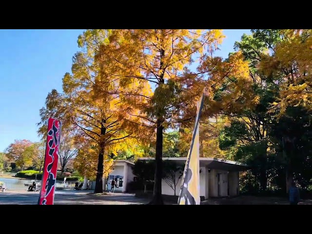 昭和記念公園の秋のおすすめ #立川 #秋 #東京 #おすすめ