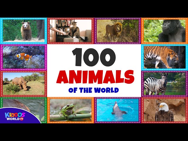 100 Animals of the World - Learning the Different Names and Sounds of the Animal Kingdom