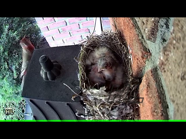 Finches birds feeding baby's wildlife  | #shorts, #treanding, #viral, #viralshort, #nature_videos,