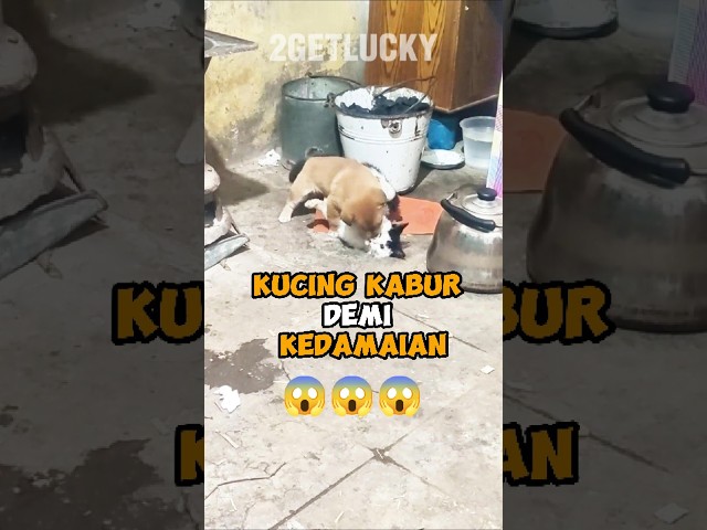 Kucing Kabur Demi Kedamaian, Apa Yang Terjadi! #anjing #dogs #dog