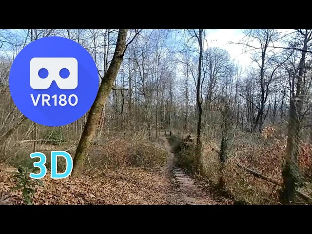 VR180 3D    NATURE  Bois et forêts   5 mars 2023   bois et forêts    Insta360 EVO