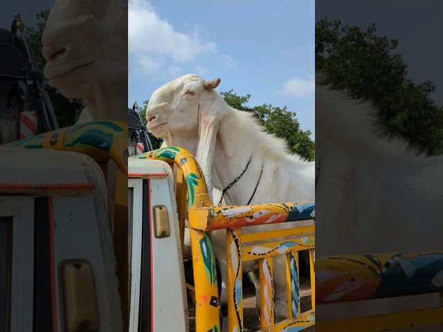 Very Biggest Goat In Pakistan 😱 | Bakra Gari Sai Bhi Bahir Araha Hai 😱  | Biggest Goat In Tha World