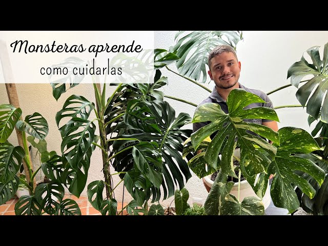 MONSTERAS PLANTAS  de interior infaltables en tu hogar | Cuidados monsteras / Costilla de adán