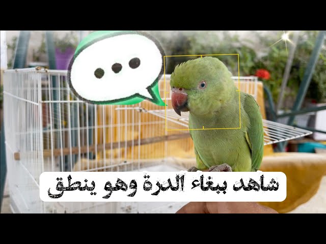 شاهد ببغاء الدرة وهو ينطق 🗣🦜 سلسلة تدريب ببغاء الدرة على الألفة والكلام 😍