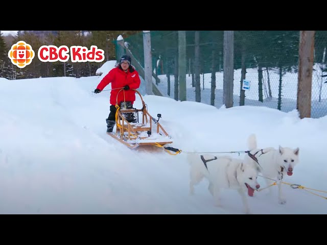 Studio K Away: Dog Sledding in Quebec | CBC Kids