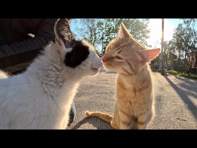 Stray cats greeted me with love