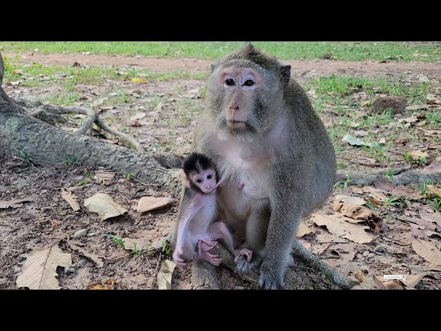 Baby Monkey Enjoying Delicious Milk From Mama Gladis & Nanda! Cute And Heartwarming Moment