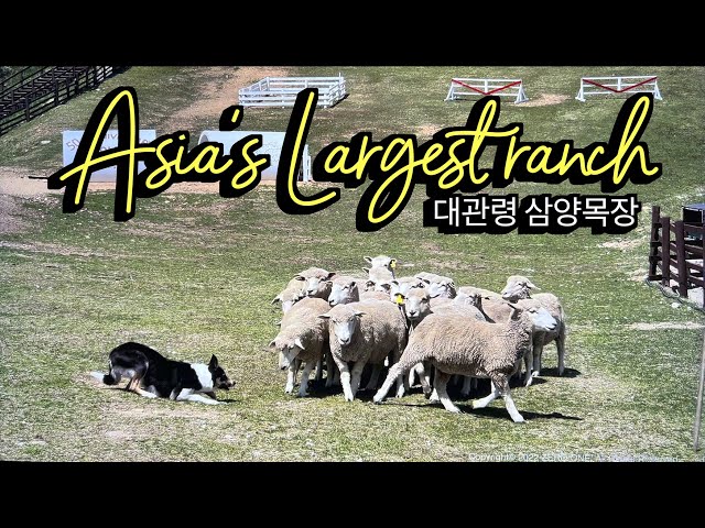 [4K HDR] Korea Travel - A walk around Samyang Ranch, Asia's largest ranch at 1,470m above sea level