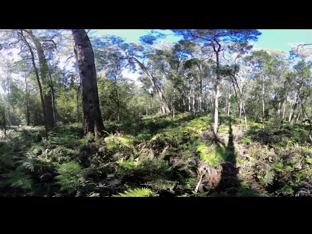 Rainforest walk through ferns - 360 Video [Royalty Free Stock Footage] $350