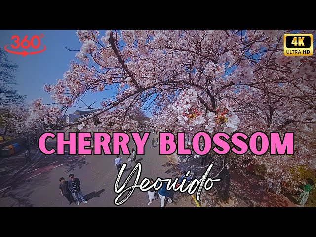 (4K) Stunning 360 Aerial View of Cherry Blossoms in Seoul! 여의도 벚꽃 축제