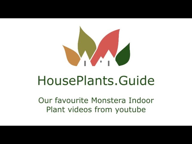 House Plants Guide: Our favourite Monstera Indoor Plants videos from youtube